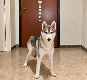 🐶❤️LUNA,CUCCILA DI HUSKY -600€🐶❤️