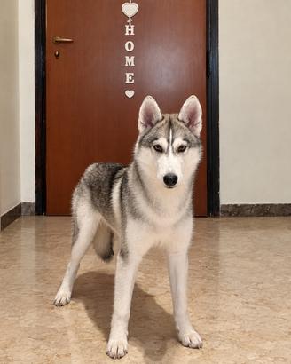 🐶❤️LUNA,CUCCILA DI HUSKY -600€🐶❤️