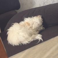 Cane maltese piccolino 1 anno e mezzo