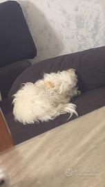 Cane maltese piccolino 1 anno e mezzo