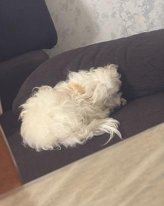 Cane maltese piccolino 1 anno e mezzo