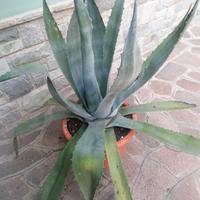 agave 