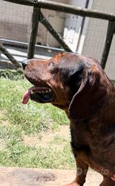dachsbracke