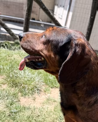dachsbracke
