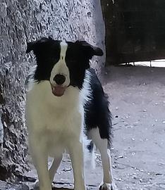 Cuccioloni di Border collie