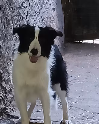 Cuccioloni di Border collie