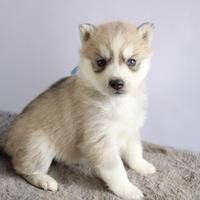 Siberian Husky con pedigree enci