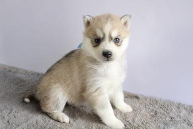 Siberian Husky con pedigree enci