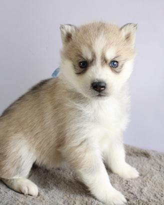 Siberian Husky con pedigree enci