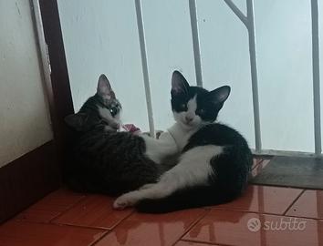 Gattini disponibili