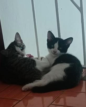 Gattini disponibili