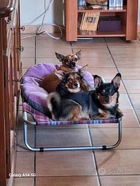 Famiglia di Pinscher 