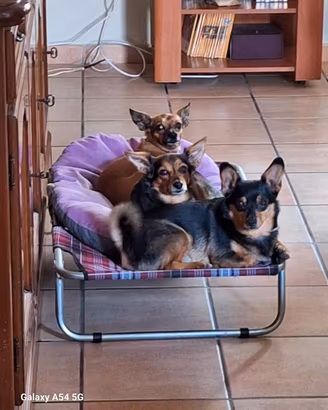 Famiglia di Pinscher 