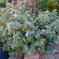 Piante grasse a fiori