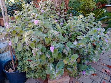 Piante grasse a fiori