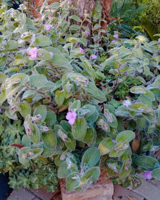 Piante grasse a fiori