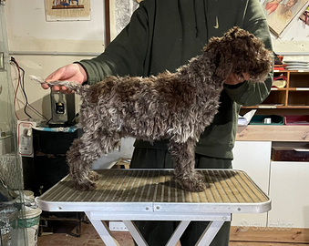 Cuccioli di Lagotto Romagnolo