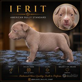 Cuccioli american bully