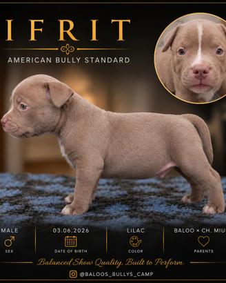Cuccioli american bully