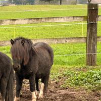 Pony femmina morella 6 anni