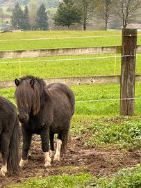 Pony femmina morella 6 anni