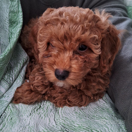 Cucciola di Barboncino