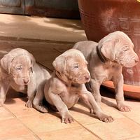 Disponibili cuccioli Weimaraner