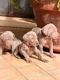 Disponibili cuccioli Weimaraner