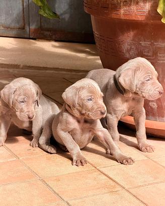 Disponibili cuccioli Weimaraner