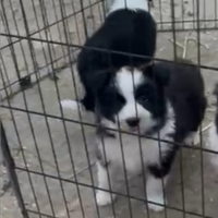 Border collie cucciolo