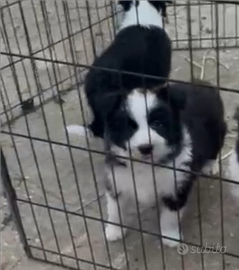 Border collie cucciolo
