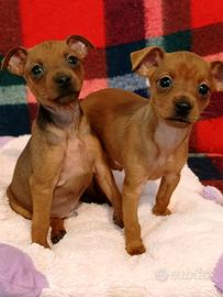 Cuccioli di Pincher Nano