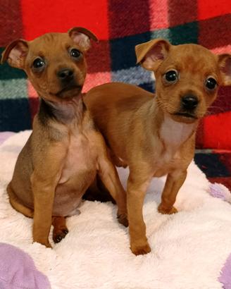 Cuccioli di Pincher Nano