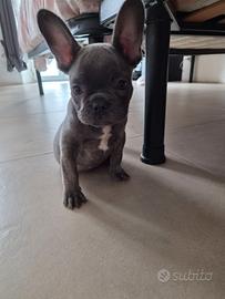 Bulldog francese