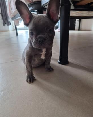 Bulldog francese