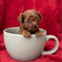 Barboncini mini toy teacup red intenso asiatici