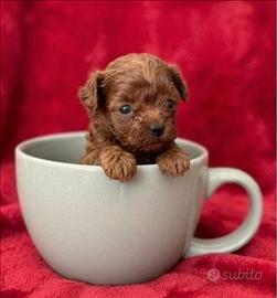 Barboncini mini toy teacup red intenso asiatici