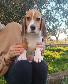 Cuccioli di Beagle