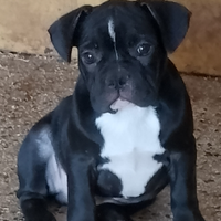 Bulldog francese cuccioli