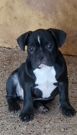 Bulldog francese cuccioli