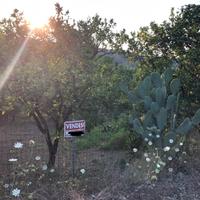 Terreno agrumeto 3 ettari