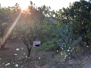 Terreno agrumeto 3 ettari