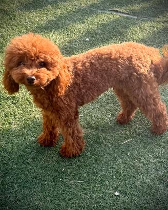 Barboncino Red disponibile per monta