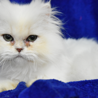 Cucciolo British longhair occhi verdi