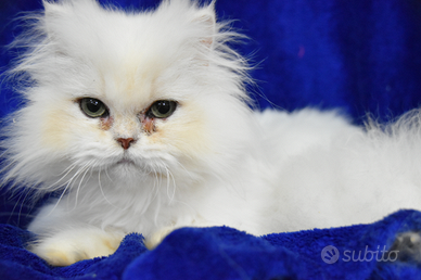 Cucciolo British longhair occhi verdi