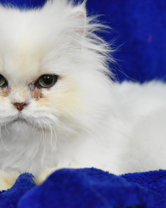 Cucciolo British longhair occhi verdi