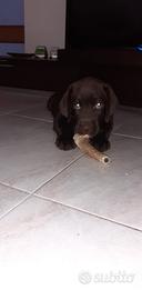 Cuccioli di labrador cioccolato