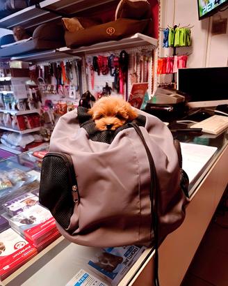 Cuccioli di taglia molto piccola e piccolissima