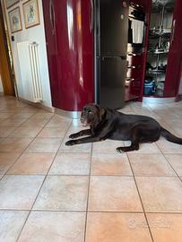 Labrador chocolate da monta