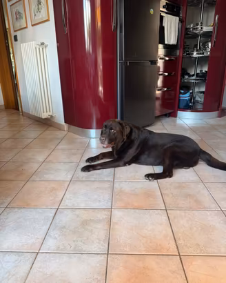 Labrador chocolate da monta